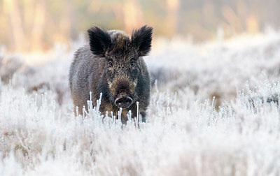 BUITEN BEELD Foto: 379149