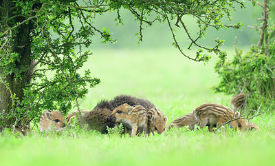 BUITEN BEELD Foto: 379159