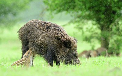 BUITEN BEELD Foto: 379160