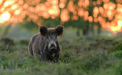 BUITEN BEELD Foto: 379165