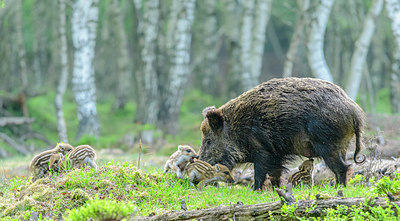 BUITEN BEELD Foto: 379167