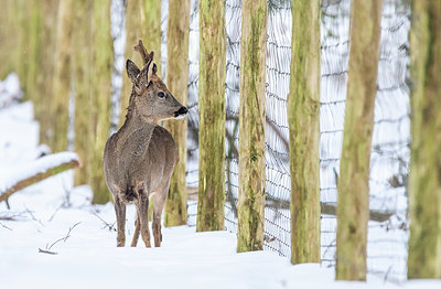 BUITEN BEELD Foto: 379171