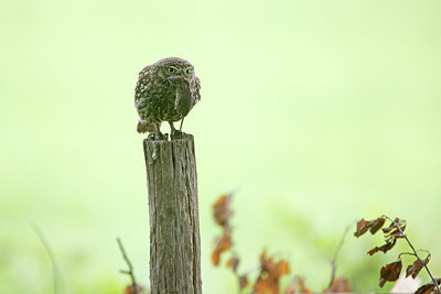 BUITEN BEELD Foto: 379174
