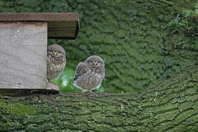 BUITEN BEELD Foto: 379175