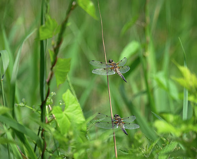 BUITEN BEELD Foto: 379318