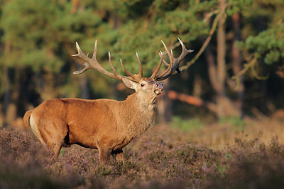 BUITEN BEELD Foto: 379346
