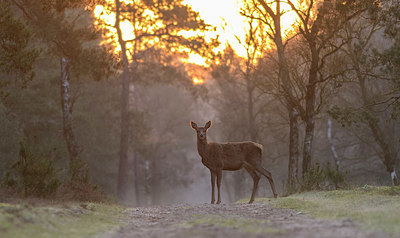 BUITEN BEELD Foto: 379351