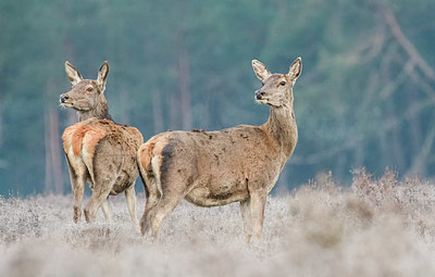 BUITEN BEELD Foto: 379353