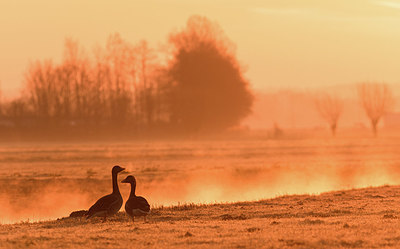 BUITEN BEELD Foto: 379384