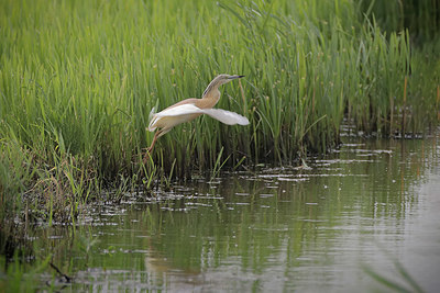 BUITEN BEELD Foto: 379407