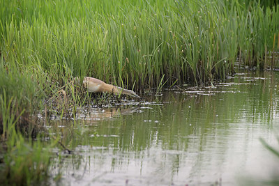 BUITEN BEELD Foto: 379408