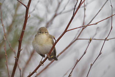 BUITEN BEELD Foto: 379422