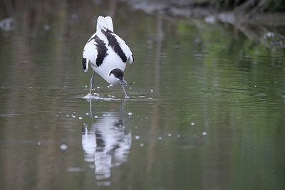 BUITEN BEELD Foto: 379448