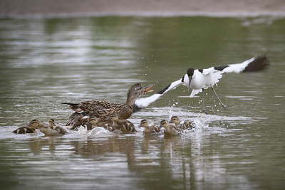 BUITEN BEELD Foto: 379449