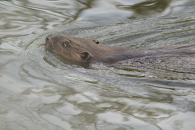 BUITEN BEELD Foto: 379457