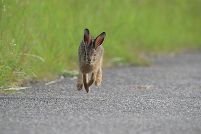 BUITEN BEELD Foto: 379463