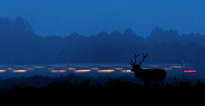 BUITEN BEELD Foto: 379468