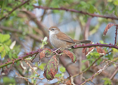 BUITEN BEELD Foto: 379620