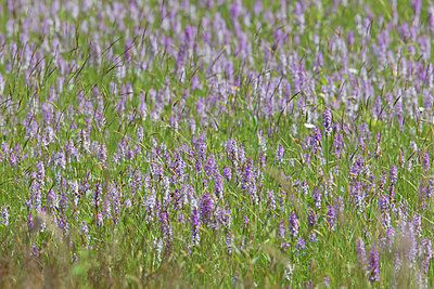 BUITEN BEELD Foto: 379632