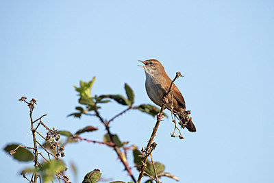 BUITEN BEELD Foto: 379635