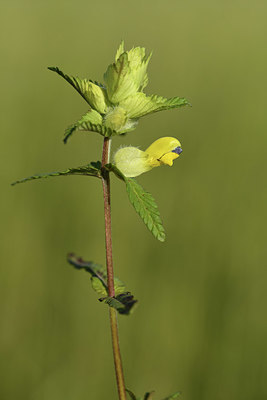 BUITEN BEELD Foto: 379932