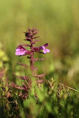 BUITEN BEELD Foto: 379934