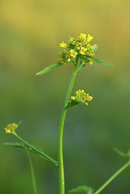 BUITEN BEELD Foto: 379940