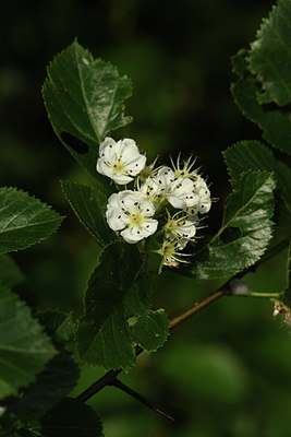 BUITEN BEELD Foto: 379953