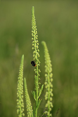 BUITEN BEELD Foto: 379955