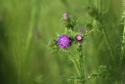 BUITEN BEELD Foto: 379956