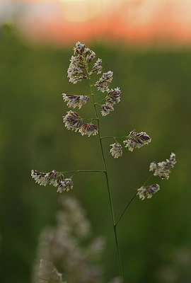 BUITEN BEELD Foto: 379958