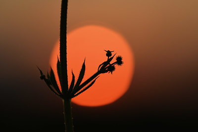 BUITEN BEELD Foto: 379959