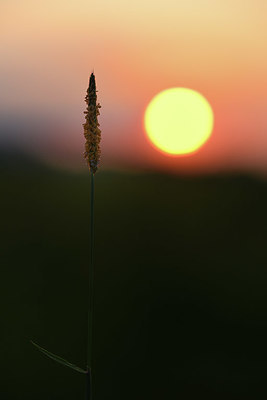 BUITEN BEELD Foto: 379960