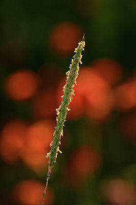 BUITEN BEELD Foto: 379965