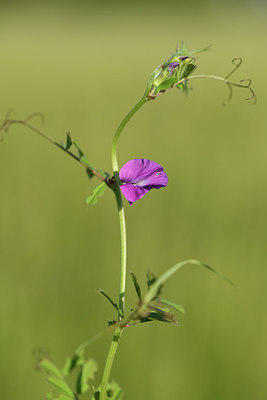 BUITEN BEELD Foto: 379966