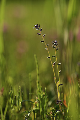 BUITEN BEELD Foto: 379972
