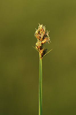 BUITEN BEELD Foto: 379978