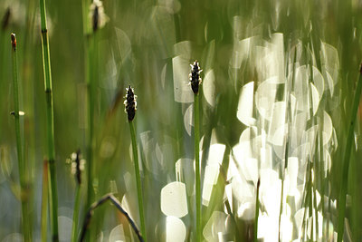 BUITEN BEELD Foto: 379989