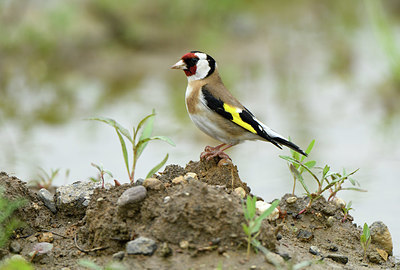 BUITEN BEELD Foto: 380003