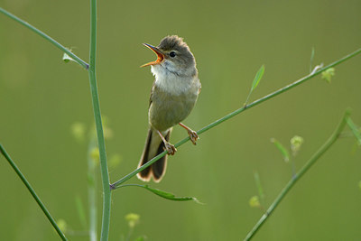 BUITEN BEELD Foto: 380026