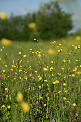 BUITEN BEELD Foto: 380038