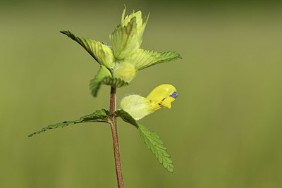 BUITEN BEELD Foto: 380039