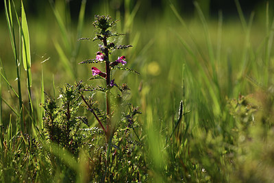 BUITEN BEELD Foto: 380040