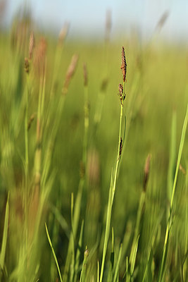 BUITEN BEELD Foto: 380045