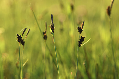 BUITEN BEELD Foto: 380049