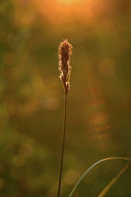 BUITEN BEELD Foto: 380051
