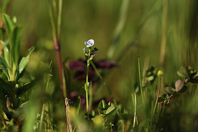 BUITEN BEELD Foto: 380055