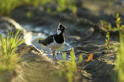 BUITEN BEELD Foto: 380061