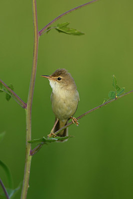 BUITEN BEELD Foto: 380064