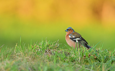 BUITEN BEELD Foto: 380075